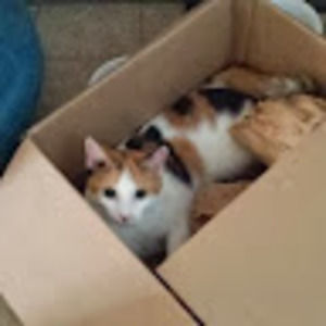 Meet your Posher, Dolyn